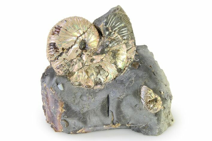 Iridescent Ammonite (Hoploscaphites) Fossil - Montana #316588